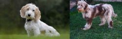 Petit Basset Griffon Vendeen vs Aussie Doodles - Breed Comparison