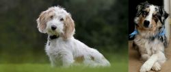 Petit Basset Griffon Vendeen vs Australian Collie - Breed Comparison
