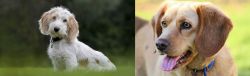 Petit Basset Griffon Vendeen vs Beago - Breed Comparison