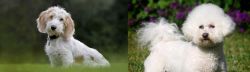 Petit Basset Griffon Vendeen vs Bichon Frise - Breed Comparison