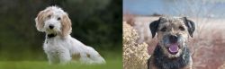 Petit Basset Griffon Vendeen vs Border Terrier - Breed Comparison