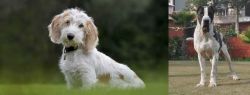 Petit Basset Griffon Vendeen vs Bully Kutta - Breed Comparison