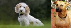 Petit Basset Griffon Vendeen vs Combai - Breed Comparison