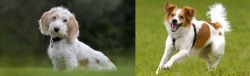 Petit Basset Griffon Vendeen vs Kromfohrlander - Breed Comparison