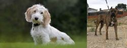 Petit Basset Griffon Vendeen vs Perro de Toro - Breed Comparison
