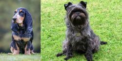 Petit Bleu de Gascogne vs Affenpinscher - Breed Comparison