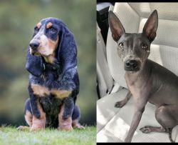 Petit Bleu de Gascogne vs American Hairless Terrier - Breed Comparison