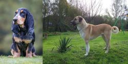 Petit Bleu de Gascogne vs Anatolian Shepherd - Breed Comparison