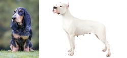 Petit Bleu de Gascogne vs Argentine Dogo - Breed Comparison