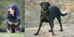 Petit Bleu de Gascogne vs Cao de Castro Laboreiro - Breed Comparison