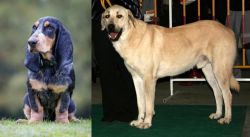 Petit Bleu de Gascogne vs Central Anatolian Shepherd - Breed Comparison