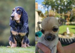 Petit Bleu de Gascogne vs Chihuahua - Breed Comparison