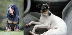 Petit Bleu de Gascogne vs Chilean Fox Terrier - Breed Comparison