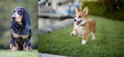 Petit Bleu de Gascogne vs Corgi - Breed Comparison