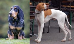 Petit Bleu de Gascogne vs English Pointer - Breed Comparison