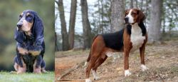 Petit Bleu de Gascogne vs Hamiltonstovare - Breed Comparison