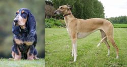 Petit Bleu de Gascogne vs Hortaya Borzaya - Breed Comparison