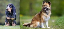 Petit Bleu de Gascogne vs Icelandic Sheepdog - Breed Comparison