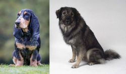 Petit Bleu de Gascogne vs Istrian Sheepdog - Breed Comparison