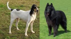 Petit Gascon Saintongeois vs Belgian Shepherd Dog (Groenendael) - Breed Comparison