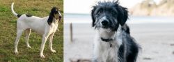 Petit Gascon Saintongeois vs Bordoodle - Breed Comparison