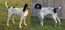 Petit Gascon Saintongeois vs Braque d'Auvergne - Breed Comparison