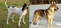 Petit Gascon Saintongeois vs Czechoslovakian Wolfdog - Breed Comparison