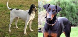 Petit Gascon Saintongeois vs Doberman Pinscher - Breed Comparison
