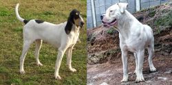 Petit Gascon Saintongeois vs Dogo Guatemalteco - Breed Comparison