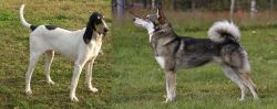 Petit Gascon Saintongeois vs East Siberian Laika - Breed Comparison