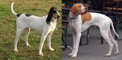 Petit Gascon Saintongeois vs English Pointer - Breed Comparison