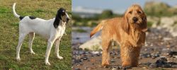 Petit Gascon Saintongeois vs Griffon Fauve de Bretagne - Breed Comparison