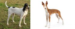 Petit Gascon Saintongeois vs Ibizan Hound - Breed Comparison