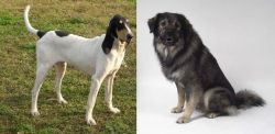 Petit Gascon Saintongeois vs Istrian Sheepdog - Breed Comparison
