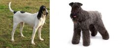 Petit Gascon Saintongeois vs Kerry Blue Terrier - Breed Comparison