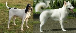 Petit Gascon Saintongeois vs Kintamani - Breed Comparison
