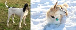 Petit Gascon Saintongeois vs Labrador Husky - Breed Comparison