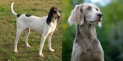 Petit Gascon Saintongeois vs Longhaired Weimaraner - Breed Comparison
