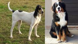 Petit Gascon Saintongeois vs Mountain Burmese - Breed Comparison