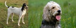 Petit Gascon Saintongeois vs Otterhound - Breed Comparison