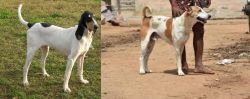 Petit Gascon Saintongeois vs Pandikona - Breed Comparison