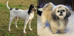 Petit Gascon Saintongeois vs PekePoo - Breed Comparison