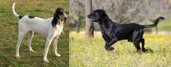 Petit Gascon Saintongeois vs Perro de Pastor Mallorquin - Breed Comparison