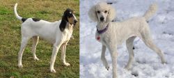Petit Gascon Saintongeois vs Poodle - Breed Comparison
