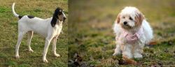 Petit Gascon Saintongeois vs West Highland White Terrier - Breed Comparison