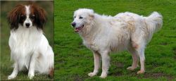 Phalene vs Abruzzenhund - Breed Comparison