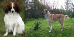 Phalene vs Anatolian Shepherd - Breed Comparison