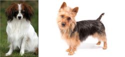 Phalene vs Australian Terrier - Breed Comparison