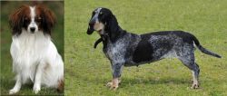 Phalene vs Basset Bleu de Gascogne - Breed Comparison
