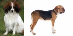Phalene vs Beagle-Harrier - Breed Comparison